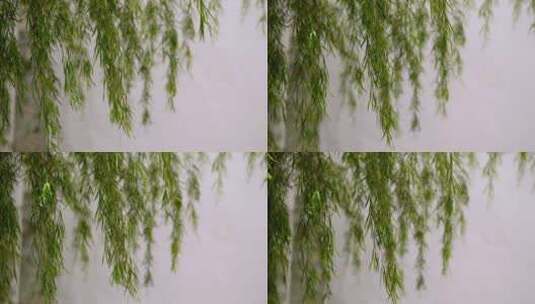 湖面飘动的柳枝高清在线视频素材下载