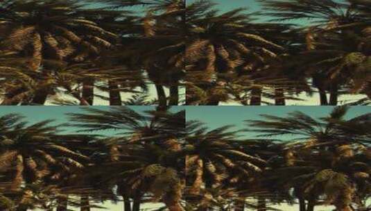 天空晴朗阳光灿烂的椰子树下高清在线视频素材下载
