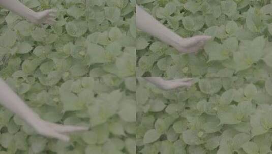 手抚摸树叶高清在线视频素材下载