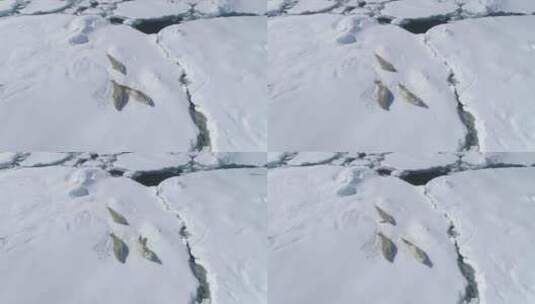 南极洲蟹海豹威德尔在冰山上玩耍高清在线视频素材下载