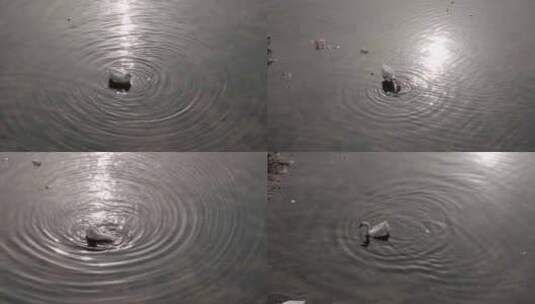 水中捕食的鹅高清在线视频素材下载