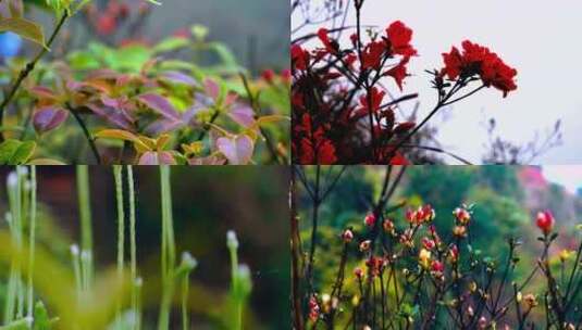 高山杜鹃 杜鹃花 大自然景色春天山水绿色高清在线视频素材下载