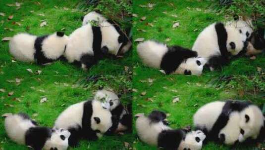 多只大熊猫熊宝宝在玩耍高清在线视频素材下载