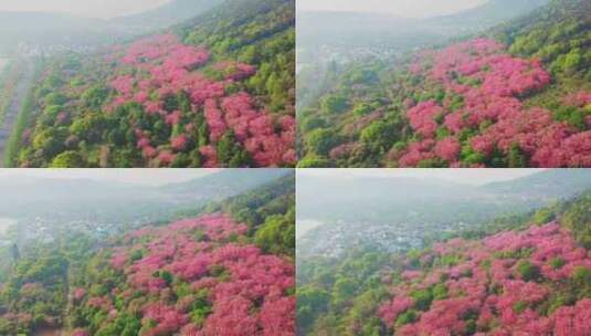 苏州米堆山樱花航拍高清在线视频素材下载