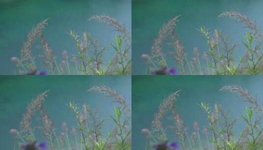 植物的慢动作特写镜头素材高清在线视频素材下载