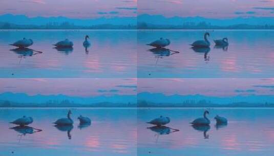 4K-清晨湖面上的天鹅高清在线视频素材下载