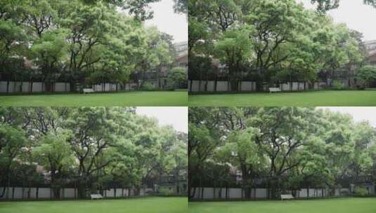 百年樟树高清在线视频素材下载