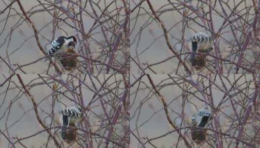 中斑啄木鸟，欧洲啄木鸟高清在线视频素材下载