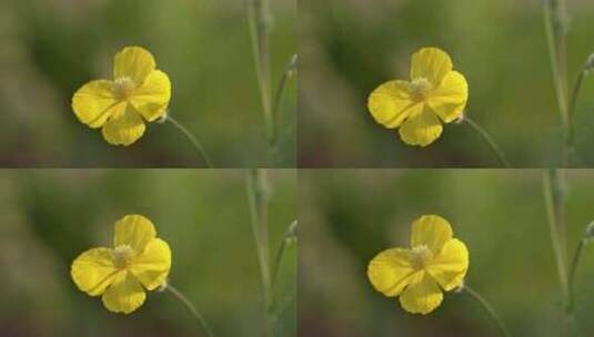 春天野花特写高清在线视频素材下载