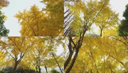 秋天里的银信树高清在线视频素材下载