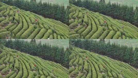 茶园采茶，春茶高清在线视频素材下载