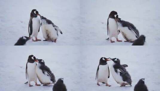 南极企鹅高清在线视频素材下载