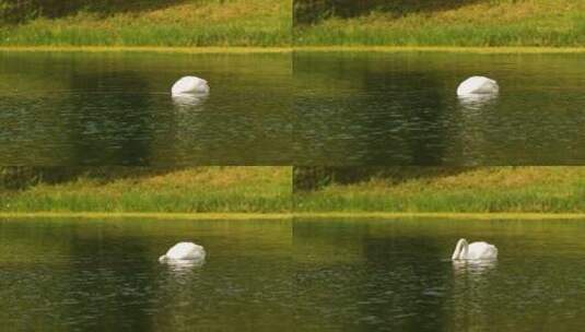 白天鹅在湖里觅食高清在线视频素材下载