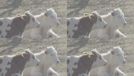 内蒙古大草原河边休憩的牛群高清在线视频素材下载