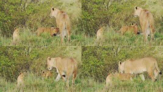 野生，Safari，非洲，热带草原高清在线视频素材下载