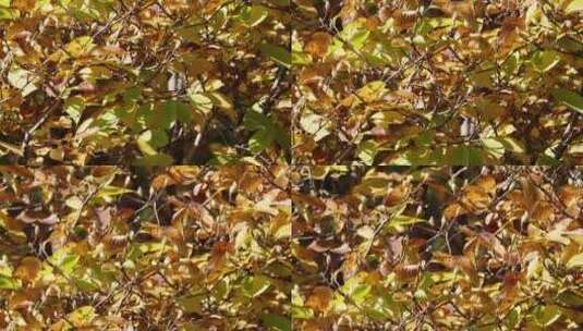 干枯黄叶枯叶秋季深秋风景空镜高清在线视频素材下载