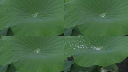 下雨天池塘里的荷花，雨中荷花荷叶高清在线视频素材下载