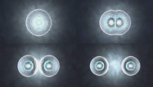 细胞复制的3D渲染动画高清在线视频素材下载