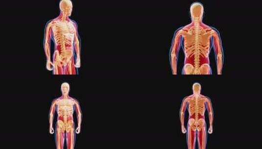 人体解剖骨骼。信息图正视图和后视图高清在线视频素材下载