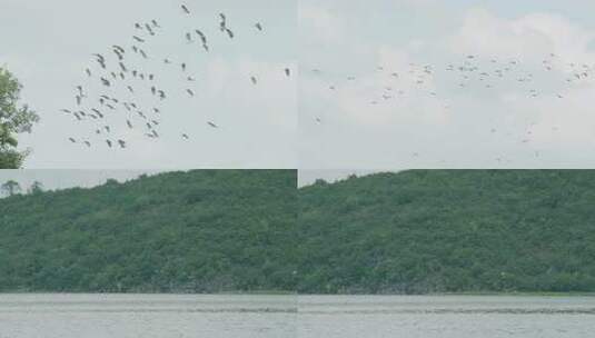 一群鸟 空中湖面飞行的鸟 鸟高清在线视频素材下载