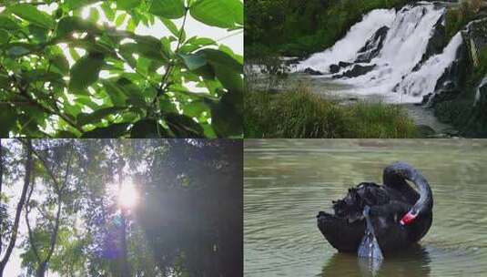 山间小溪水河流水阳光树林视频高清在线视频素材下载