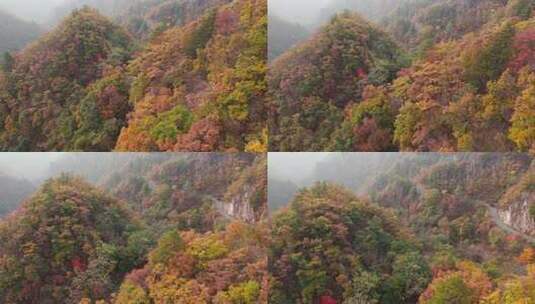 秋季森林自然风景实拍高清在线视频素材下载