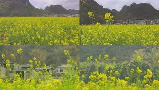 春天油菜花素材高清在线视频素材下载