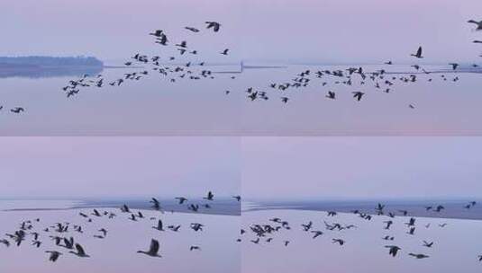 大雁群飞 鄱阳湖候鸟高清在线视频素材下载