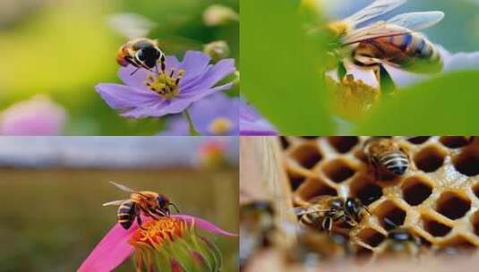 蜜蜂采蜜特写高清在线视频素材下载