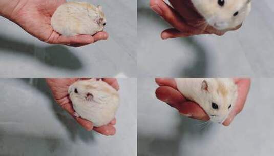 手托仓鼠特写画面高清在线视频素材下载