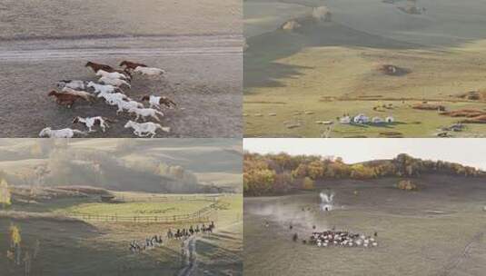 坝上草原万马奔腾景象高清在线视频素材下载