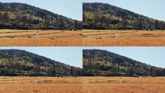 女子漫步金黄稻田高清在线视频素材下载