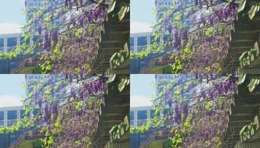 公园空镜头风景景色美景紫藤萝高清在线视频素材下载