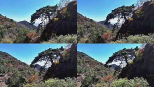 泰山的深秋，层林尽染，叠翠流金高清在线视频素材下载