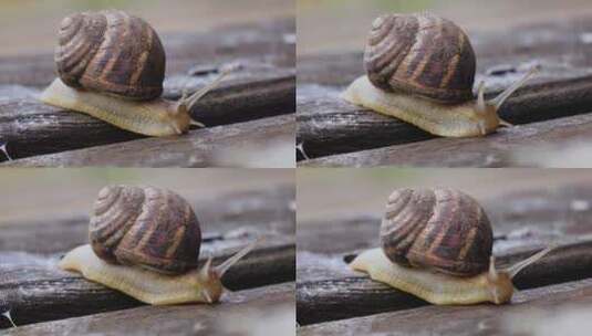 蜗牛爬行高清在线视频素材下载
