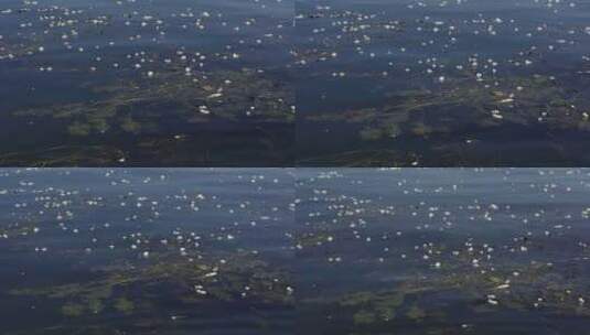 大理海菜花湖泊洱海倒影野鸭子高清在线视频素材下载