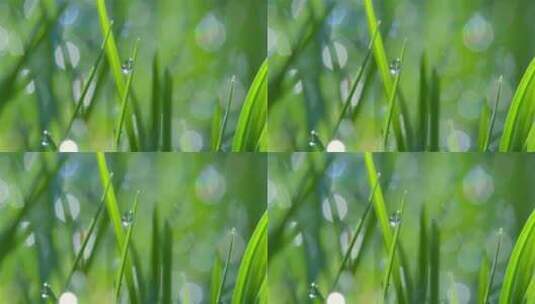 水滴 植物 雨滴 露珠 草地 绿色高清在线视频素材下载