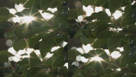 森林树叶阳光逆光星芒刺眼高清在线视频素材下载