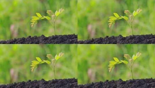 肥沃的土壤树苗种植高清在线视频素材下载