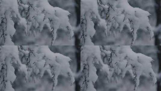 大雪过后树枝上的积雪高清在线视频素材下载