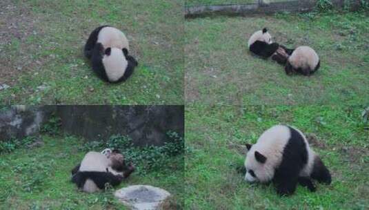 大熊猫草地打闹抢夺食物视频合集高清在线视频素材下载