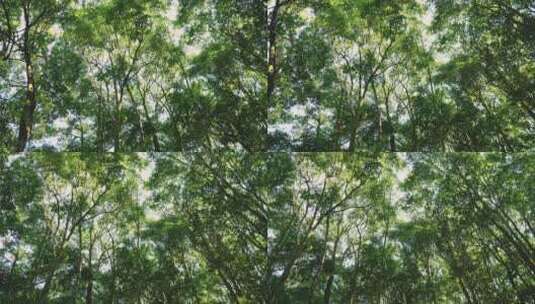 仰拍树木树林森林高清在线视频素材下载