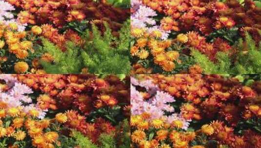 菊花-菊花展-园林艺术高清在线视频素材下载