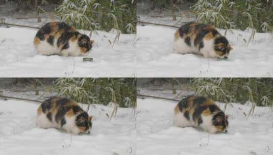 雪天猫在户外吃东西吃猫罐头高清在线视频素材下载