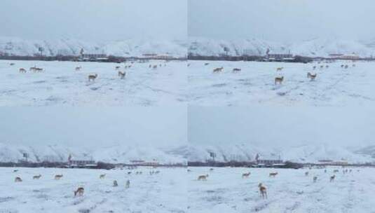 黄羊 蒙古原羚高清在线视频素材下载