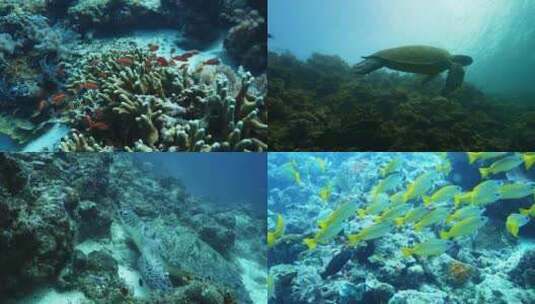 海底世界 海龟 海洋生物高清在线视频素材下载