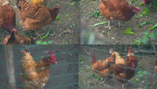 鸡 种鸡 种鸡场 养殖场 蛋鸡高清在线视频素材下载