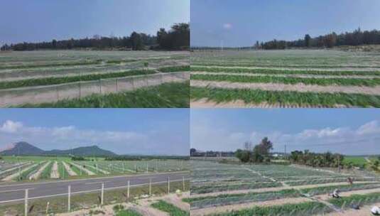 西瓜种植基地高清在线视频素材下载