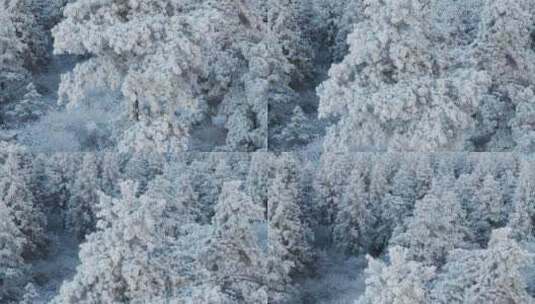 杭州临安太子尖华浪线森林雪景航拍高清在线视频素材下载