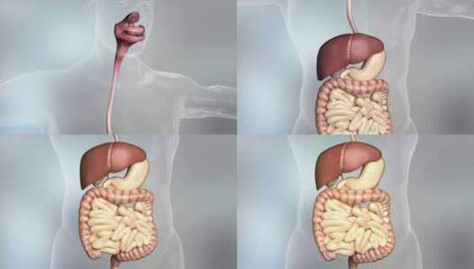 康复肠胃 恢复肠胃动力 治疗胃病 肠胃高清在线视频素材下载